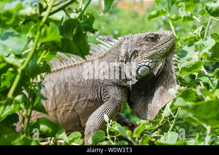 Iguana in grüne Blätter Dach, Südamerika, Ecuador. Stockfoto