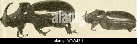 Archiv Bild von Seite 1176 von Der Tropenpflanzer; Zeitschrift fr tropische. Der Tropenpflanzer; Zeitschrift fr tropische Landwirtschaft dertropenpflanze 17 berl Jahr: w. t't Abb. Ii. Ory et es-Dove in ihrem Fraßgang in einem Banmstamni. Abb. 12. (Üryctes/, großer und kleiner Typus. Stockfoto