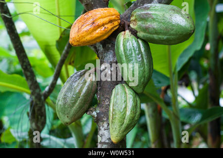 Kakaobaum (Theobroma cacao) mit grünen und gelben Früchten. Stockfoto