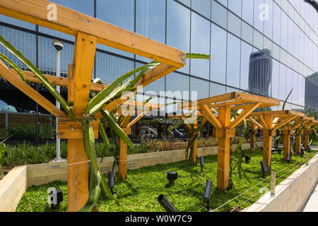 Urban Farming auf der Dachterrasse von Funan Einkaufszentrum, Singapur Stockfoto