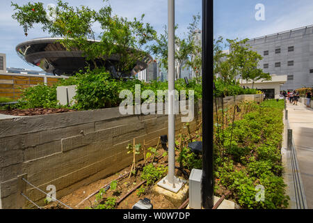 Urban Farming auf der Dachterrasse von Funan Einkaufszentrum, Singapur Stockfoto