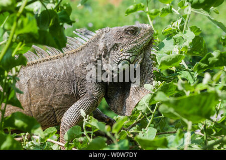 Iguana in grüne Blätter Dach, Südamerika, Ecuador. Stockfoto