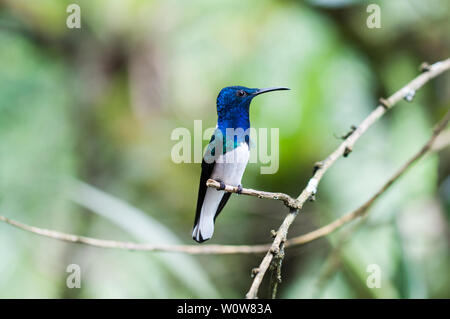 Blau Kolibri (Der) sitzt auf einem Ast, Nebelwald, Ecuador. Stockfoto