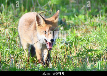 Ein roter Fuchs schleicht um in einer Wiese. Stockfoto
