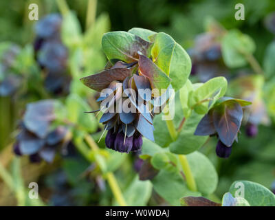 Nahaufnahme der deep purple flower von Cerinthe major purpurescens Stockfoto