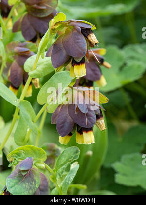 Nahaufnahme der leuchtend gelben Blüten von gespitzt Cerinthe major Gelb Gem Stockfoto