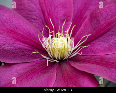 Eine Nahaufnahme von der Mitte einer einzelnen Blume der tiefen rosa Clematis Akropolis Stockfoto