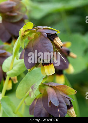 Nahaufnahme der leuchtend gelben Blüten von gespitzt Cerinthe major Gelb Gem Stockfoto