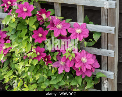 Clematis Akropolis blühen auf ein hölzernes Gitter Stockfoto