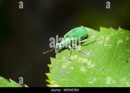 Metallic Grün Rüsselkäfer Stockfoto