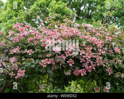 Eine grosse Pflanze der Clematis montana Marjorie blühen auf ein Torbogen Stockfoto