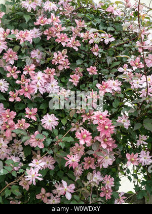 Eine grosse Pflanze der Clematis montana Marjorie blühen auf ein Torbogen Stockfoto