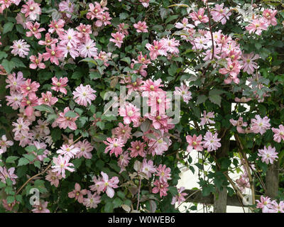 Eine grosse Pflanze der Clematis montana Marjorie blühen auf ein Torbogen Stockfoto