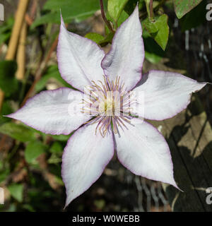 Eine Nahaufnahme von einer einzigen Blume der Clematis Samariter Jo Stockfoto