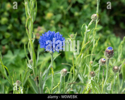 Das tiefe Blau Blumen kornblume Centaurea cyanus Stockfoto