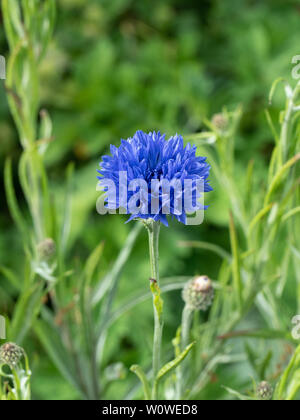 Eine einzelne tiefe blaue Blume kornblume Centaurea cyanus Stockfoto