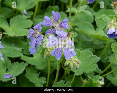 Der Himmel blau Blumen von Geranium Philippe Vapell Stockfoto