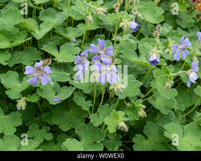 Der Himmel blau Blumen von Geranium Philippe Vapell Stockfoto