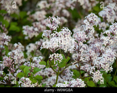 Die blass lila Blüten der der Zwerg flieder Syringa meyeri Palibin Stockfoto