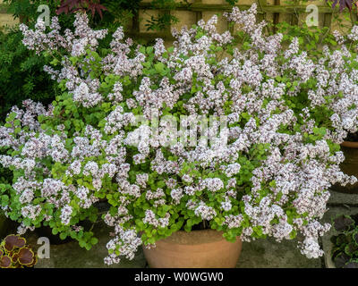 Die blass lila Blüten der der Zwerg flieder Syringa meyeri Palibin Stockfoto