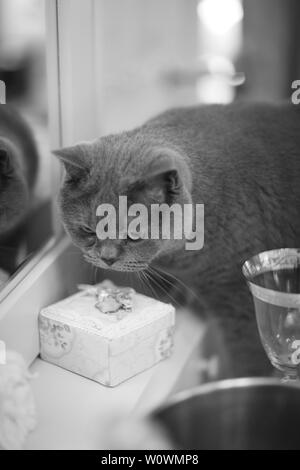 Katze auf der Frisierkommode Braut untersucht Geschenk. Stockfoto