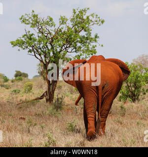 Magnificant stier Elefant im Tsavo Ost Nationalpark, Kenia Stockfoto