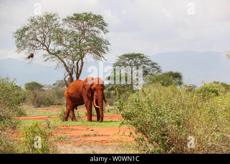 Magnificant stier Elefant im Tsavo Ost Nationalpark, Kenia Stockfoto