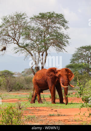 Magnificant stier Elefant im Tsavo Ost Nationalpark, Kenia Stockfoto