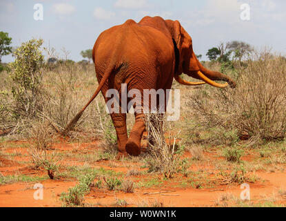 Magnificant stier Elefant im Tsavo Ost Nationalpark, Kenia Stockfoto