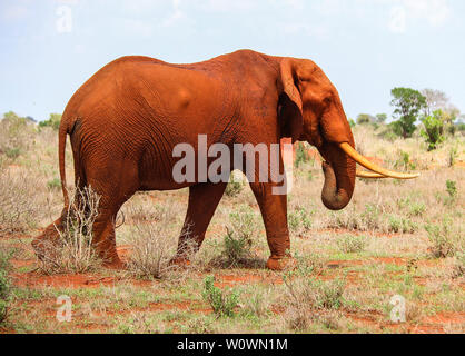 Magnificant stier Elefant im Tsavo Ost Nationalpark, Kenia Stockfoto