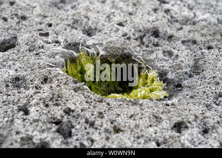 Surreale vulkanischen Mondlandschaft (vulkanischen Boden) Zuckerrohr Malu in Bosa in Italien (Sardinien) mit Algen Pflanzen wachsen aus Bohrungen. Stockfoto