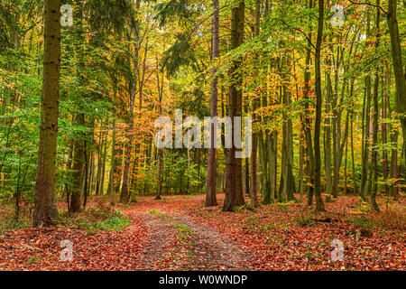 Beeindruckende grüne und braune Wald im Herbst, Polen Stockfoto