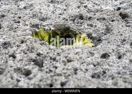 Surreale vulkanischen Mondlandschaft (vulkanischen Boden) Zuckerrohr Malu in Bosa in Italien (Sardinien) mit Algen Pflanzen wachsen aus Bohrungen. Stockfoto