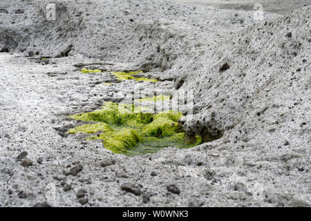 Surreale vulkanischen Mondlandschaft (vulkanischen Boden) Zuckerrohr Malu in Bosa in Italien (Sardinien) mit Algen Pflanzen wachsen aus Bohrungen. Stockfoto