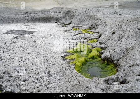 Surreale vulkanischen Mondlandschaft (vulkanischen Boden) Zuckerrohr Malu in Bosa in Italien (Sardinien) mit Algen Pflanzen wachsen aus Bohrungen. Stockfoto