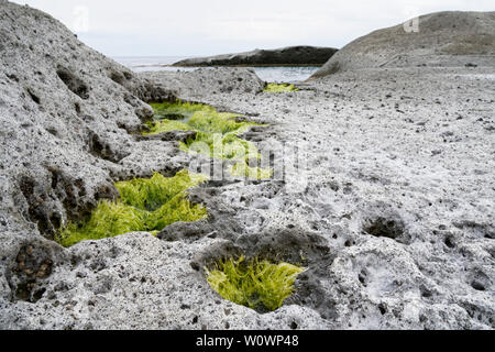 Surreale vulkanischen Mondlandschaft (vulkanischen Boden) Zuckerrohr Malu in Bosa in Italien (Sardinien) mit Algen Pflanzen wachsen aus Bohrungen. Stockfoto