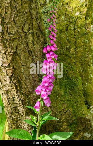 Fingerhut Blumen, Dumfries and Galloway, Schottland Stockfoto