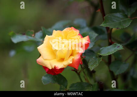 Bicolor vollständig geöffnet blühenden Garten Rose mit leuchtend gelben und roten Blütenblättern in lokalen städtischen Garten mit dunkelgrünen Blättern umgeben wächst Stockfoto