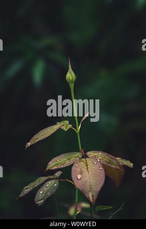 Rose Knospe und Blätter nach dem Regen Stockfoto