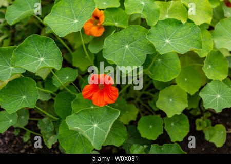 Zwei kapuzinerkresse Blüten von einem Meer von grünen Blättern umgeben Stockfoto