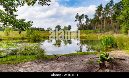 Eine schöne kleine Wald fen mit Bäumen in der Nähe von Nationalpark De Hoge Veluwe in den Niederlanden umgeben Stockfoto