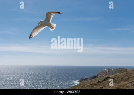 Eine einzige Möwe 305 Meter hoch gegen einen strahlend blauen Himmel bei Mizen Head, Irland, niemand im Bild Stockfoto