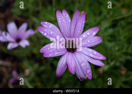 Hell lila wilde Blume mit Regen fällt auf die Blütenblätter der Blume, der Hintergrund ist unscharf im Vordergrund Blume zu isolieren, niemand in der Stockfoto