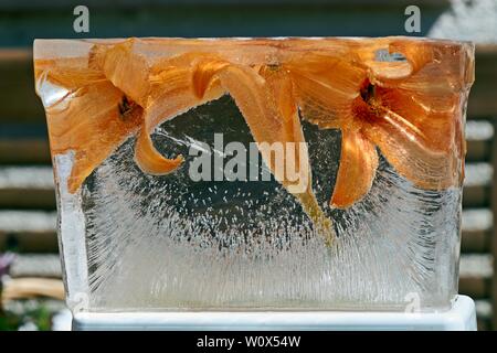 Frozen Orange daylily Hemerocallis fulvaflowers in einem ice cube Ice Textur. Eis mit Blumen. Abstrakt floral background Stockfoto