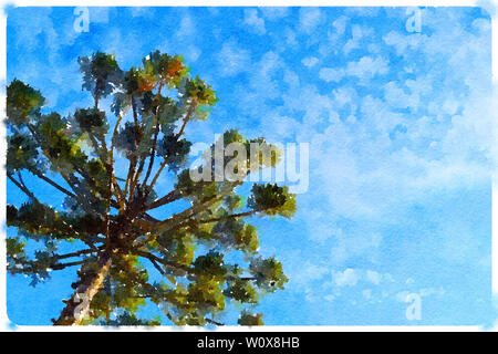 Schönen Aquarell von Araucaria (Parana Pine Tree) und Blue Sky (Curitiba, Parana, Brasilien) (Brasilien) Stockfoto