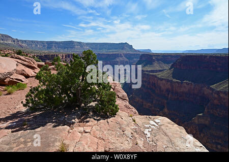 Die spektakuläre Aussicht auf den inneren Canyon und Colorado River von Toroweap Übersehen im Grand Canyon National Park, Arizona. Stockfoto