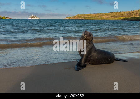 Eine Galapagos Sea Lion posiert am Strand mit einem touristenboot im Hintergrund bei Sonnenuntergang. Stockfoto