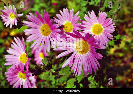 Eine Nahaufnahme Foto aus einem Bündel von dunkel rosa Chrysanthemen Blüten mit gelben und weißen Spitzen auf ihre Blütenblätter. Stockfoto