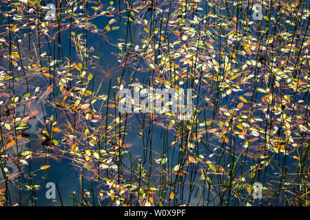 Textur Hintergrund mit pondweed und Strohhalme in einem kleinen Niederländischen fen oder See in den Niederlanden wächst Stockfoto