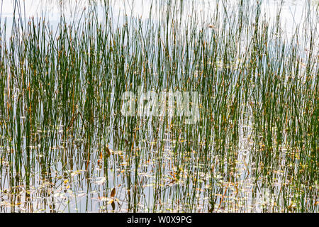 Textur Hintergrund mit grünem Schilf und pondweed in einem kleinen Niederländischen fen oder See in den Niederlanden wächst Stockfoto